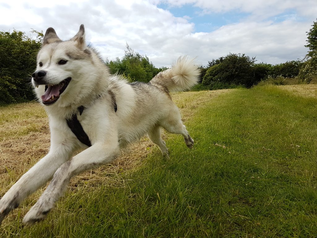 Haku, my rescue dog, enjoying running off lead