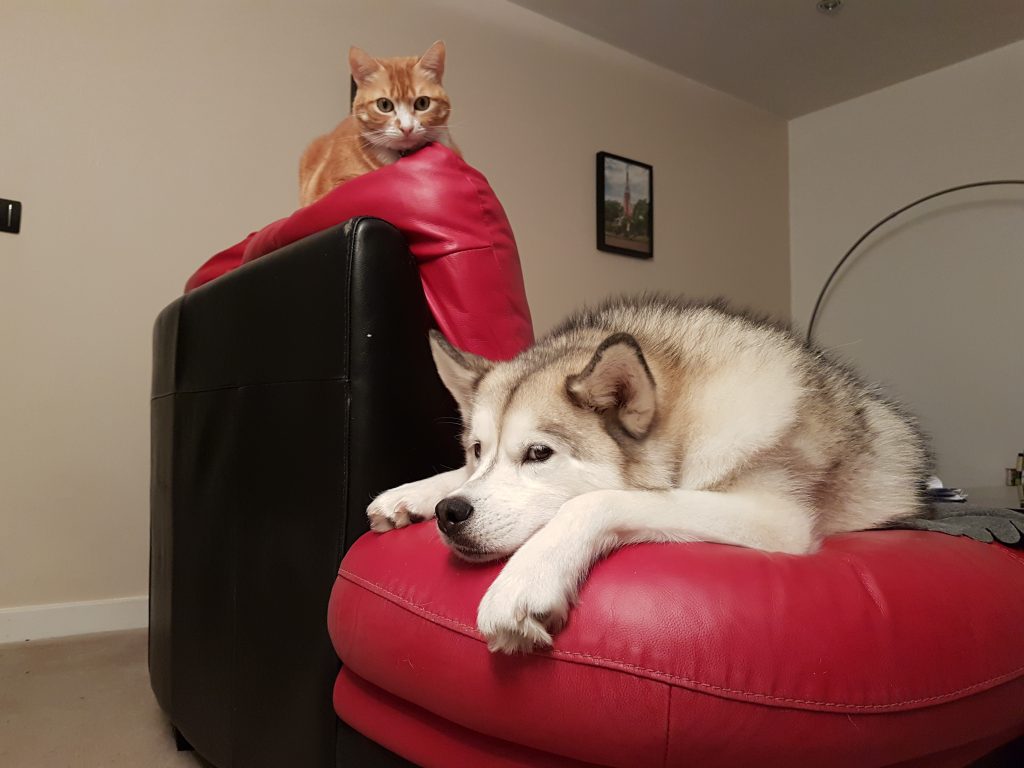 Haku and my cat, Marisa, sharing the sofa in our living room