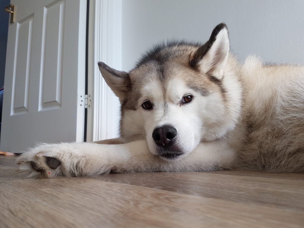 Beautiful Haku laying down at home, but looking at the camera supercute!