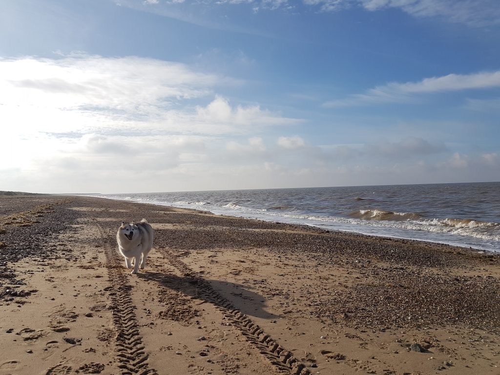 Haku, my rescue dog, at the beach for the first time