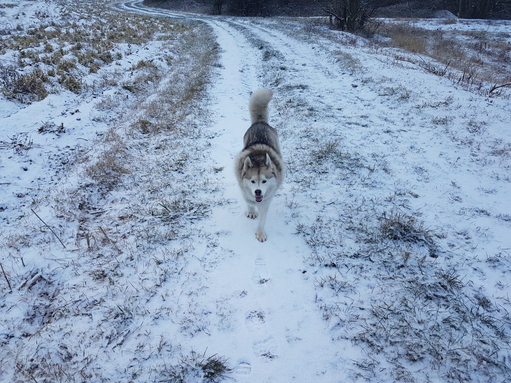 Haku surrounded by snow during his daily walk