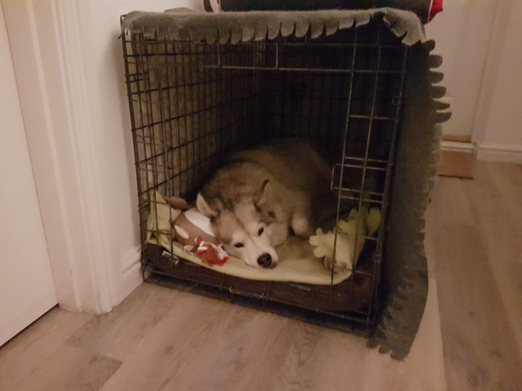 Haku resting in his crate. He used it as his bedroom, loved it in there