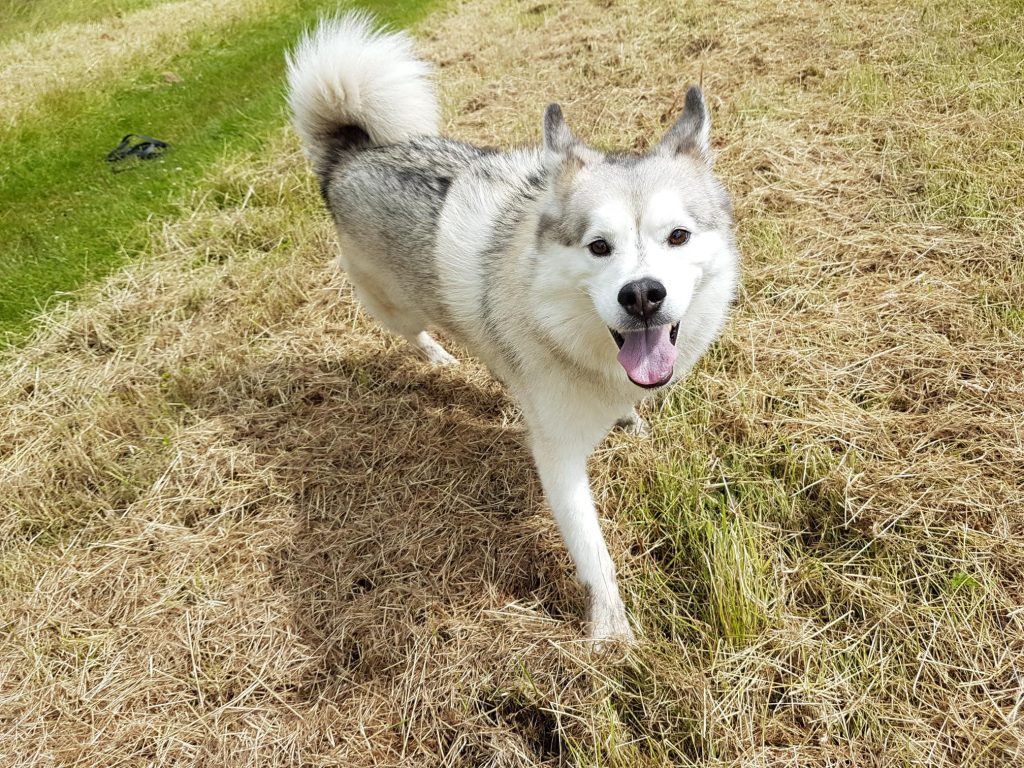 Haku, my rescue dog, looking at the camera while enjoying a walk off-lead