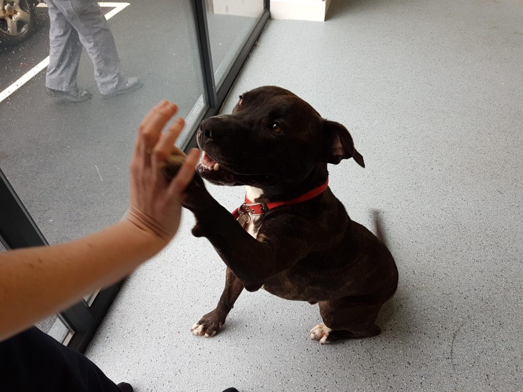 A friendly staffy giving high five to a person