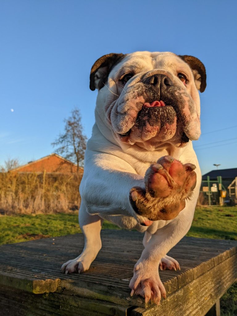 A bulldog, Travis, trying to reach me with his front paw