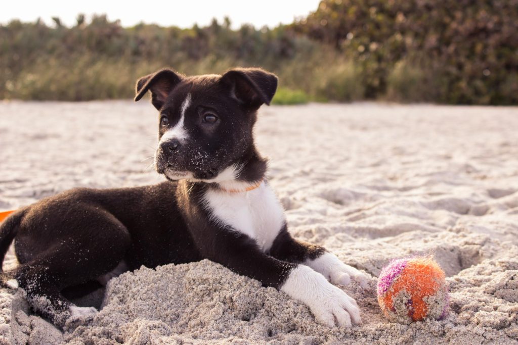 Little crossbreed puppy playing with a ball in a beach