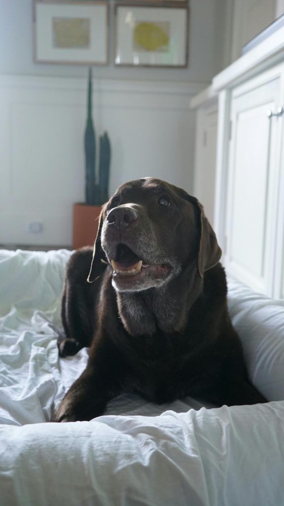 Old lab resting in a dog bed