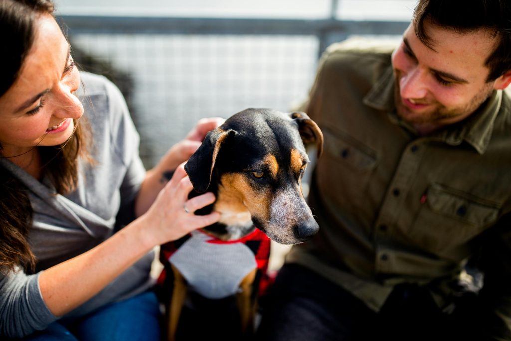 A couple meeting a rescue dog