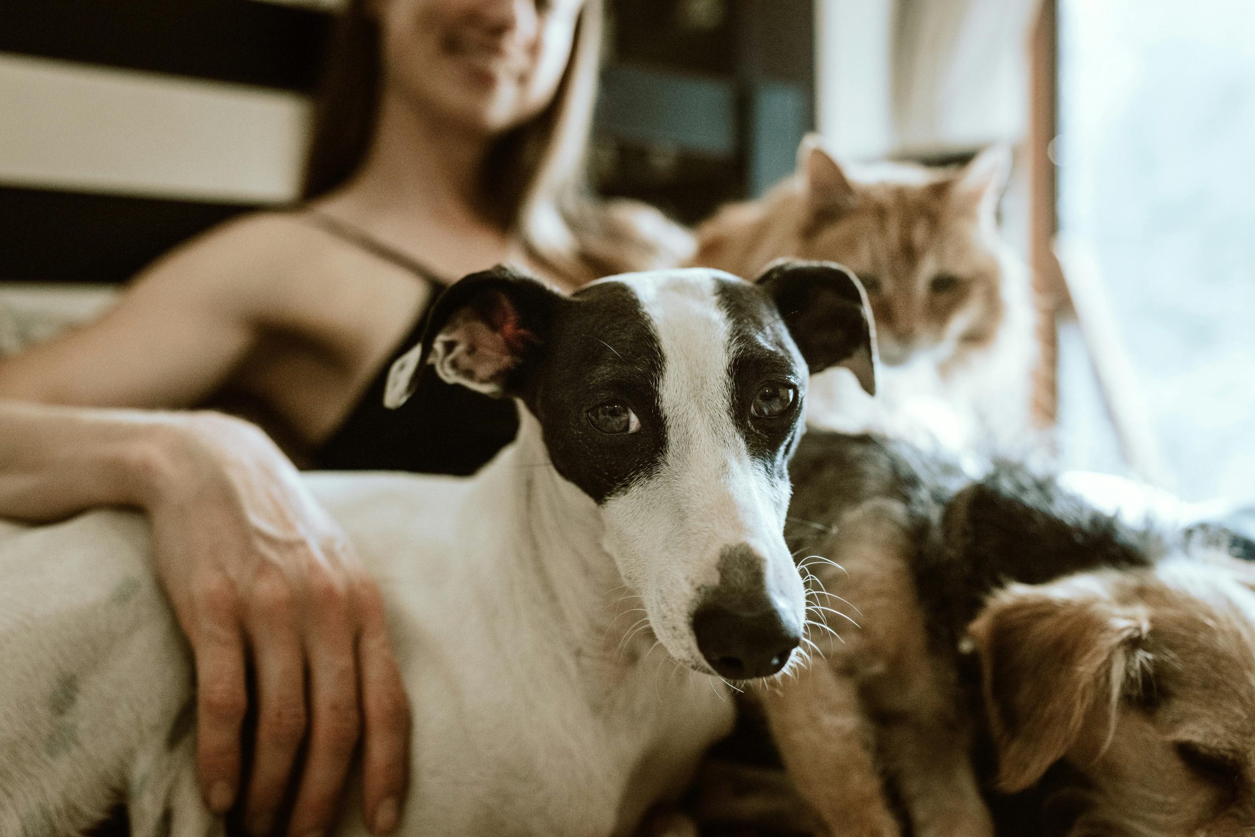 Rescue dogs and a cat sharing some cuddles from a woman in a sofa