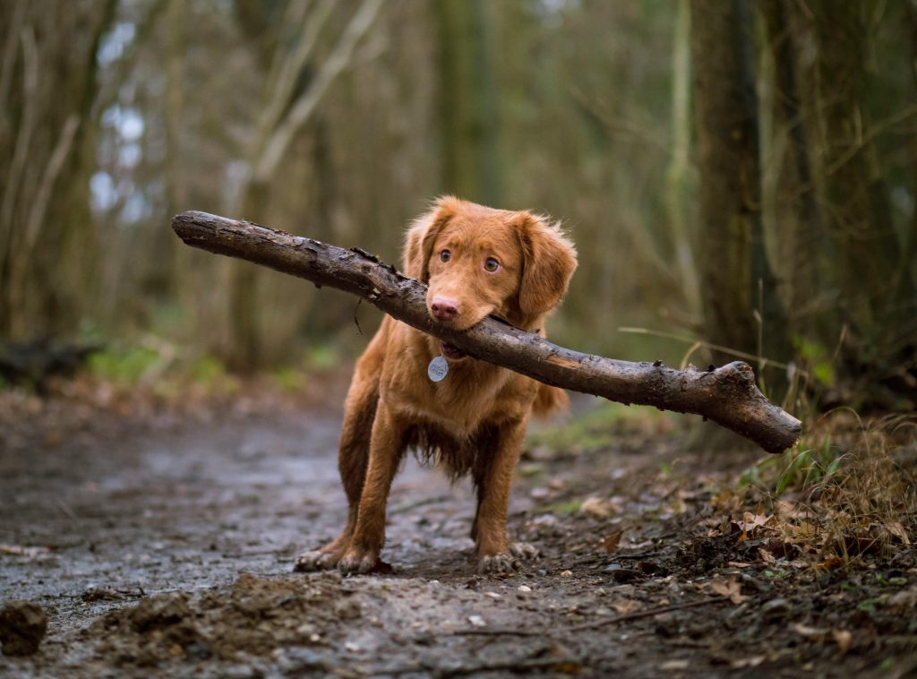 A dog carrying a big tree branch on a muddy path