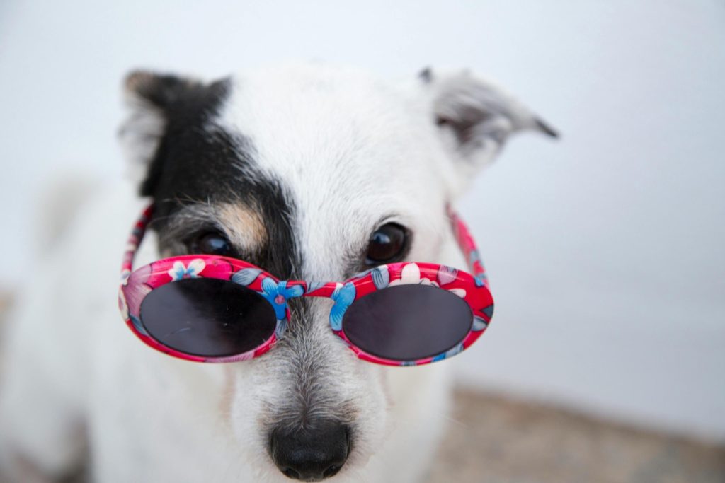 Terrier dog wearing some sunglasses, looking very smart