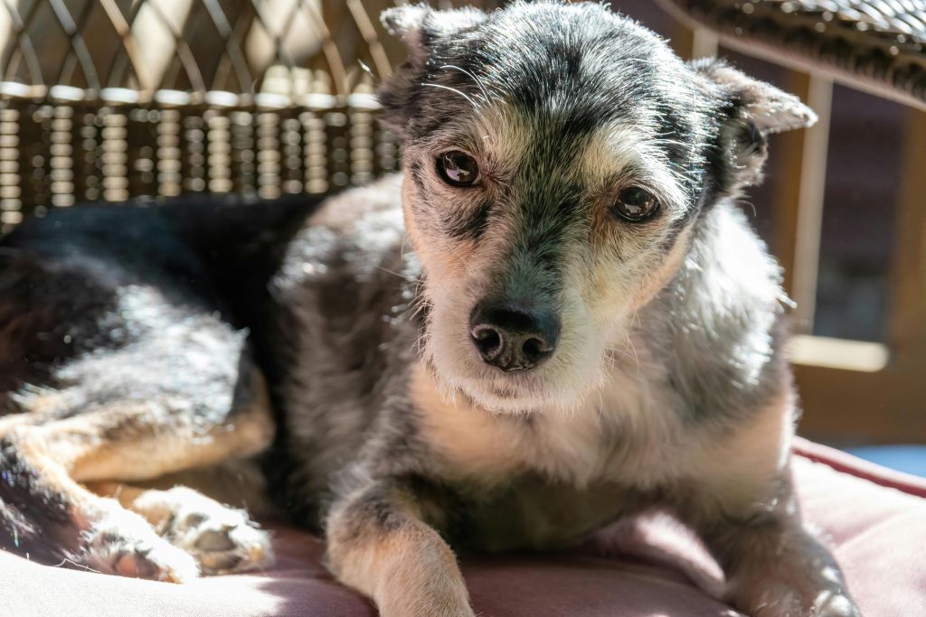 Old dog resting in a chair