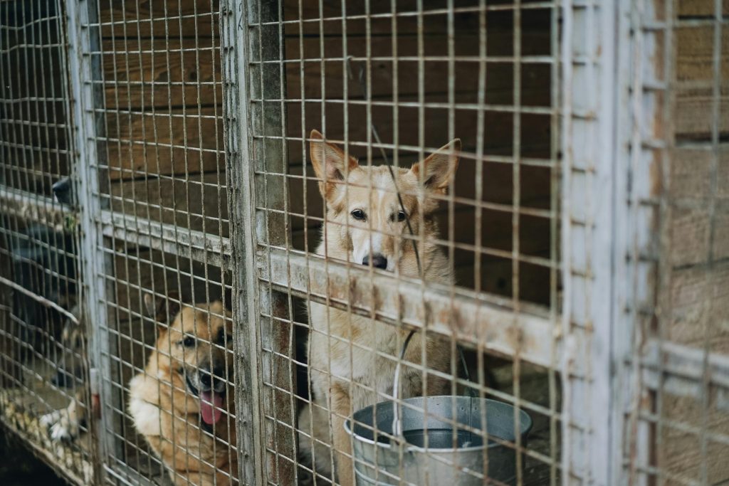 Several dogs in old kennels waiting to be adopted