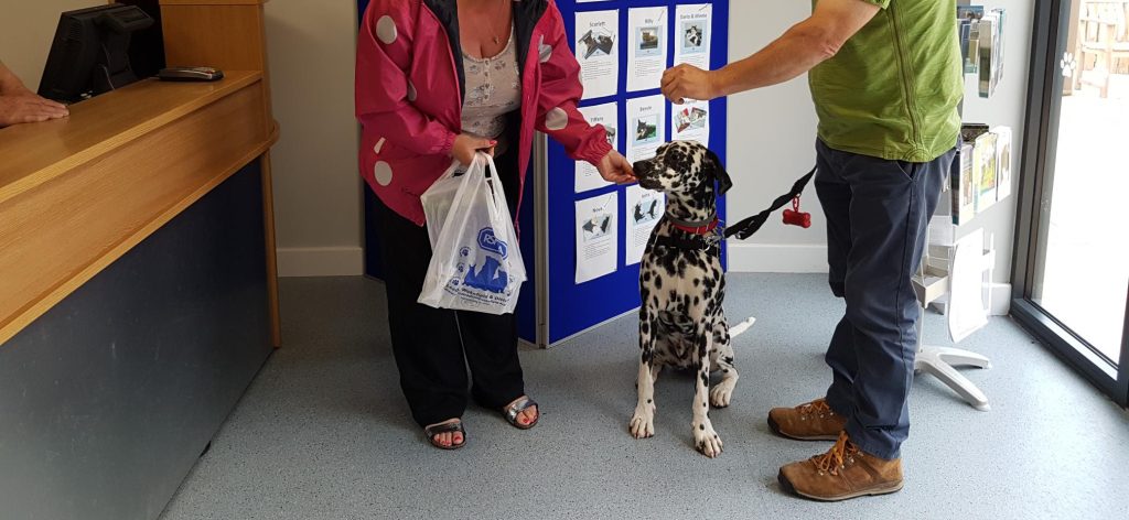 A couple collecting their rescue dog, a Dalmatian dog