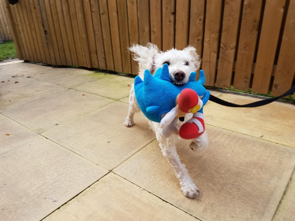 A little dog carrying a toy while being walked