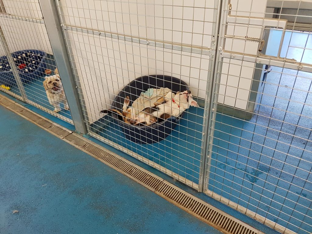 An English Bullterrier resting on his back in a kennel, looking very relaxed