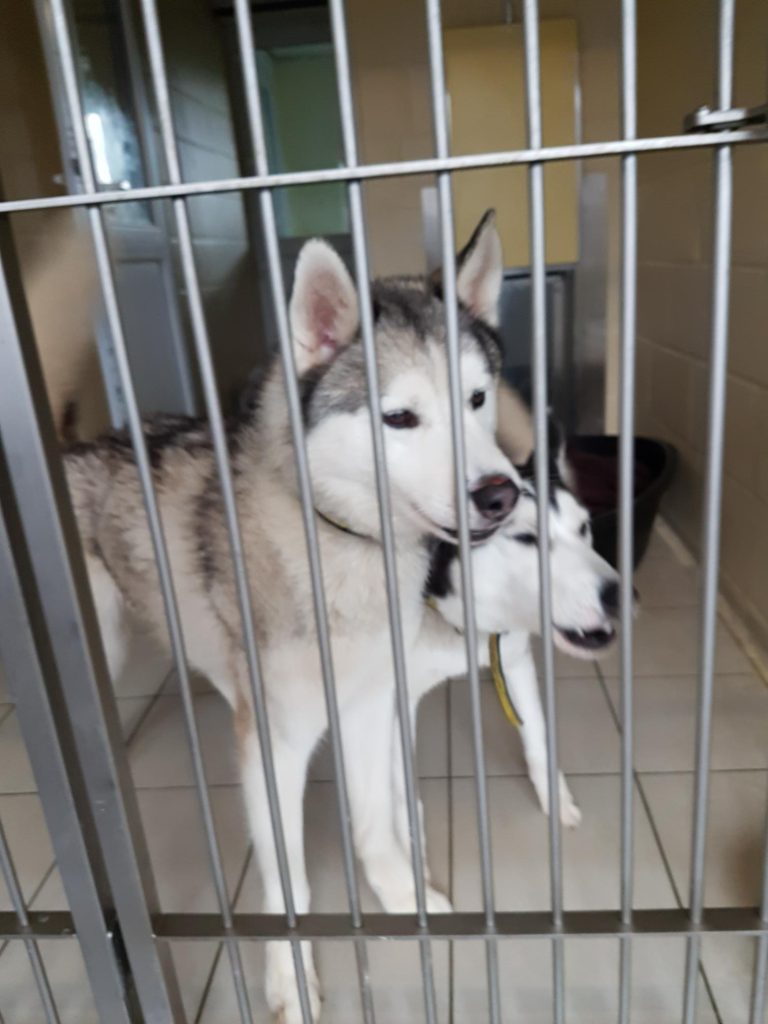 Two huskies behind bars in a kennel