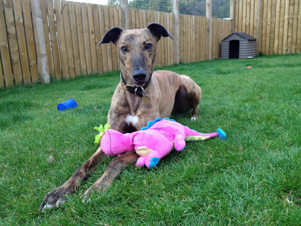 A brindle greyhound laying down and looking at the camera with a toy at his feet