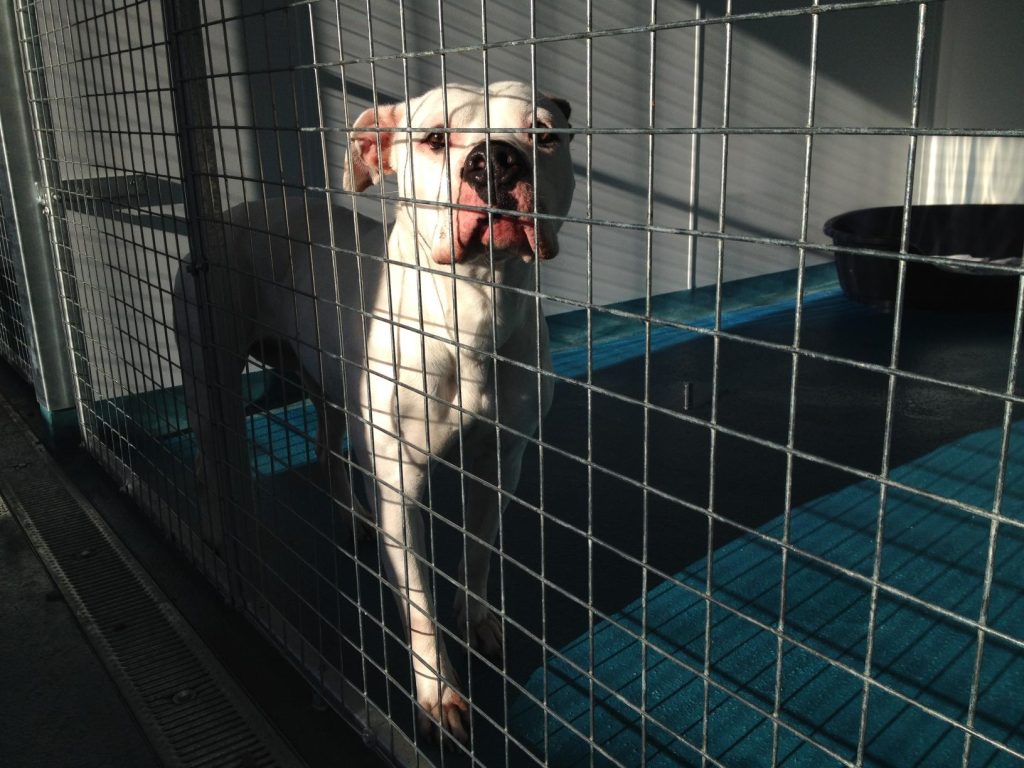 An American bulldog in a kennel looking at the camera on a sunny day