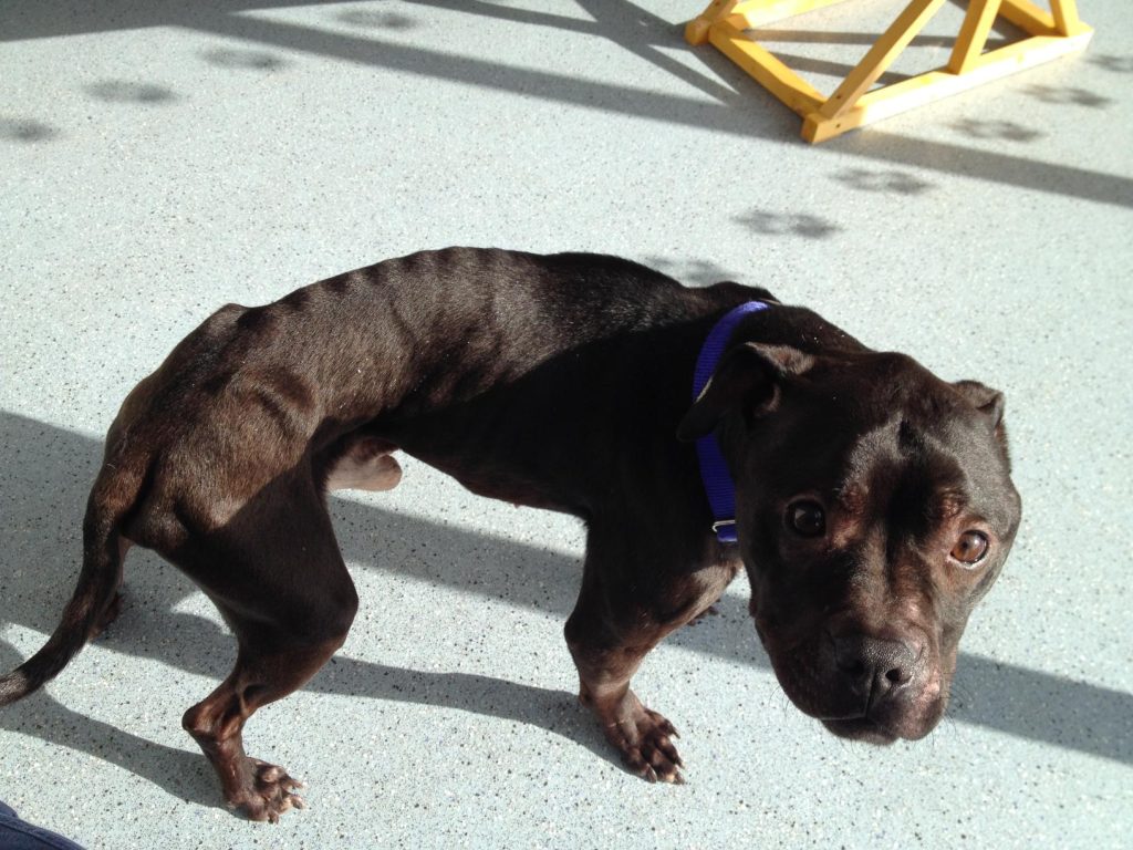 A famished black Stafordshire Bullterrier looking at the camera