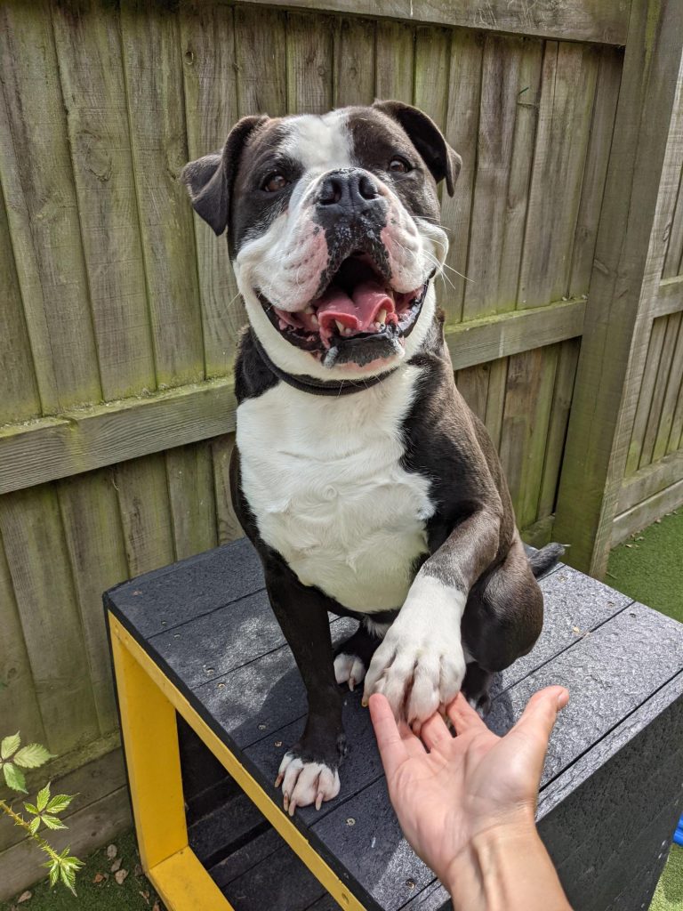 Otis, an Old English Bulldog rehomed after 2 years in kennels