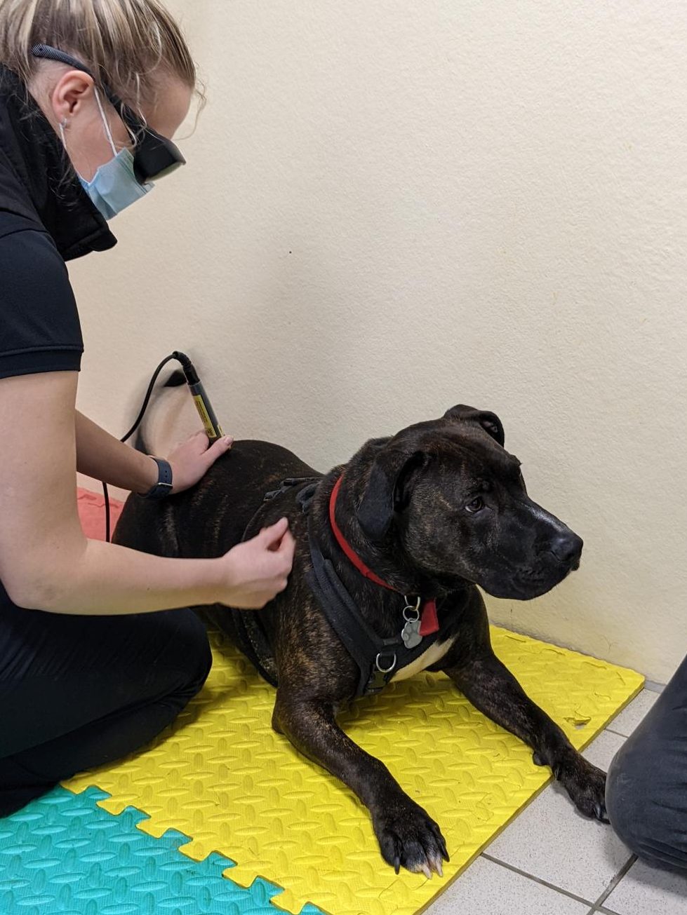 A brindle staffy having some infrared treatment before doing some hydrotherapy