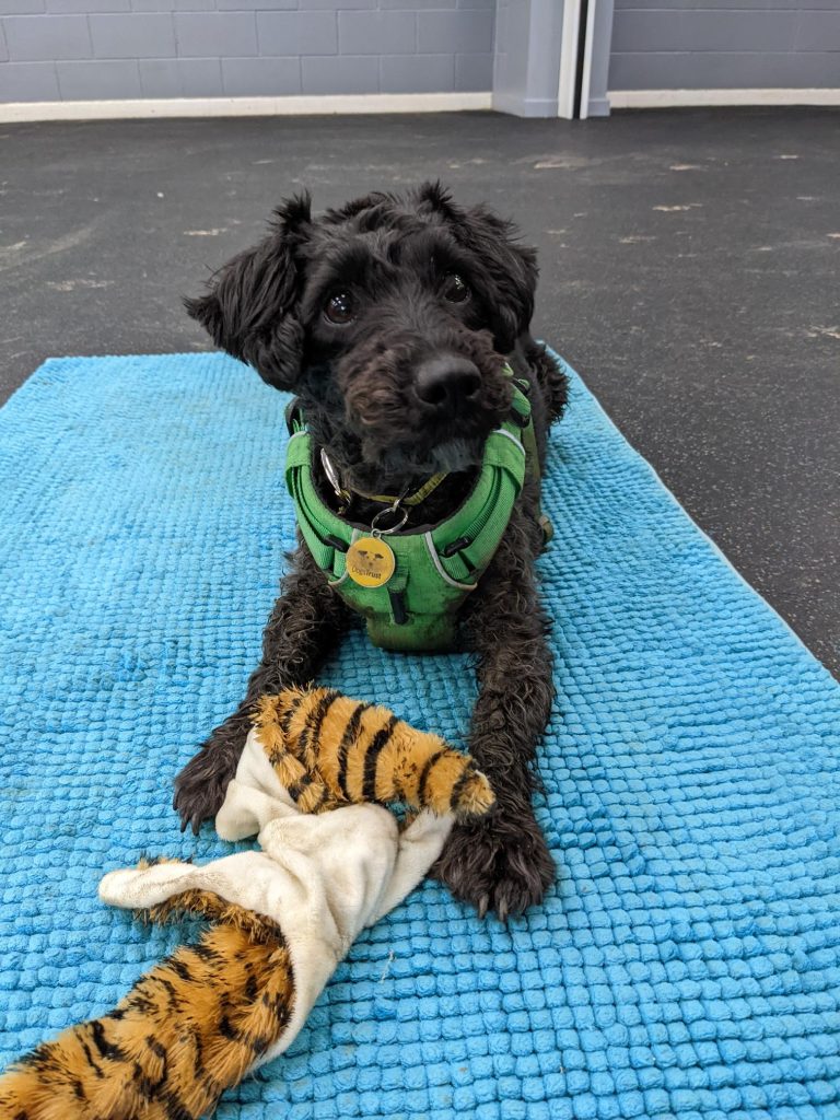 Little black crossbreed dog laying down with a toy at her paws