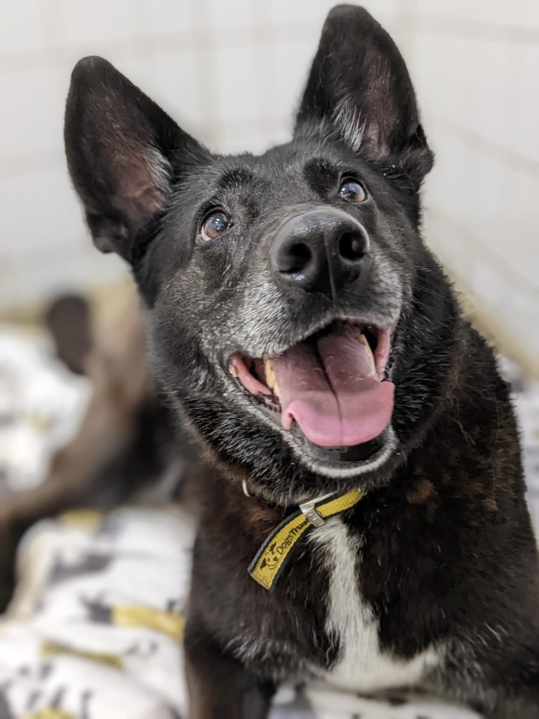 Purdy, a black shepherd dog looking at camera